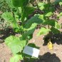 50 Samsun ~ TOBACCO Seeds Pipe Blends Turkish Type Plant Nicotiana Tabacum Fresh