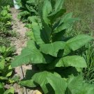 50 Silk Leaf TOBACCO Seeds Pipe Blends Rare Plant Cigar Filler Binder PREMIUM!!!