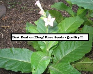 50 White Mammoth Seeds (Nicotiana Tabacum) Cigarette Blending Tobacco Flue Cured