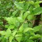 20 Aegle Marmelos Tree Seeds Bael Fruit Bengal Quince ~ Stone apple Aroma