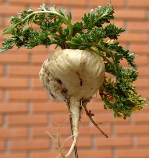 50 LEPIDIUM MEYENII Peruvian MACA seeds *Aphrodisiac* Increase Semen Levels!!!!