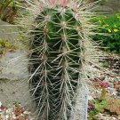 10 CARDON- Pachycereus Pringlei LARGEST Cactus Seeds