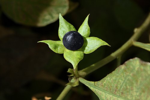 Atropa Belladonna 100 DEADLY NIGHTSHADE seeds