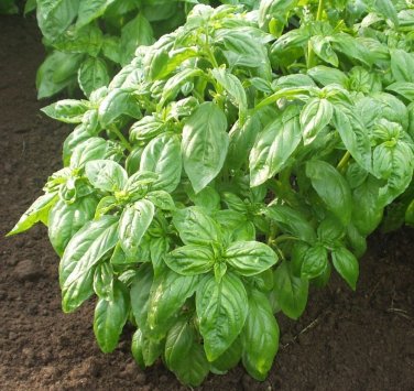 100 Basil Caesar Seeds ~ Aromatic and Sweet ~ Perfect for Lettuce in Salads