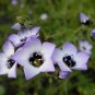 Bird's Eye Gilia Tricolor 400 Seeds Lavender, Pink, White Petals