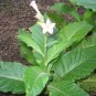 50 Little Yellow Tobacco Seeds (Nicotiana Tabacum) Dark Air Cured Chewing Snuff