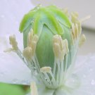 1000 Persian White Strain Poppy Papaver Somniferum Seeds!