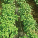 Superbo (Ocimum basilicum) Basil Herb 200 Seeds