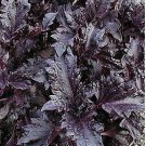 300 Basil Purple Ruffles Seeds slight licorice cinnamon smell decorative Salads