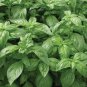 Mozzarella (Ocimum basilicum) Basil Herb 300 Seeds ~ Grow your own Vegetables