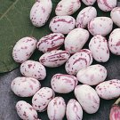 20 Dwarf Horticultural Seeds Taylor Strain (Phaseolus Vulgaris)