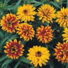 20 Old Mexico (Zinnia haageana) Seeds bi-color blooms~ Mahogany and Aztec gold