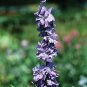 50 Larkspur Seeds Sublime Lilac (Consolida Ambigua) Breathtaking Purple Flower