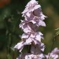 50 Larkspur Seeds Sublime Pale Pink (Consolida ambigua)