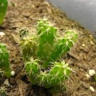 10 KK1689 TRICHOCEREUS PERUVIANUS VAR. Puquiensis ~ Peruvian Torch Cactus seeds