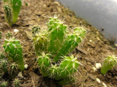 10 KK1689 TRICHOCEREUS PERUVIANUS VAR. Puquiensis ~ Peruvian Torch Cactus seeds