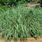 1000 Cymbopogon Flexuosus (East Indian Lemon Grass) Seeds
