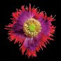 300 Papaver Somniferum "Drama Queen" poppy plant seeds