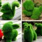 Cute Mini Grassy Pet