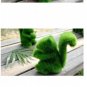 Cute Mini Grassy Pet