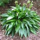 Hemerocallis (daylily) 'Purple de Oro' - Live Plant division