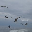 Birds Of The Sea