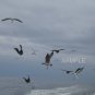 Birds Of The Sea
