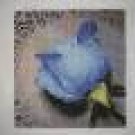 Blue Rose