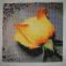 YELLOW ROSE