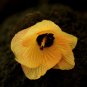 Moorea Hibiscus (15x19 inches)