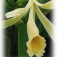 Gluten Free Pure Vanilla Extract