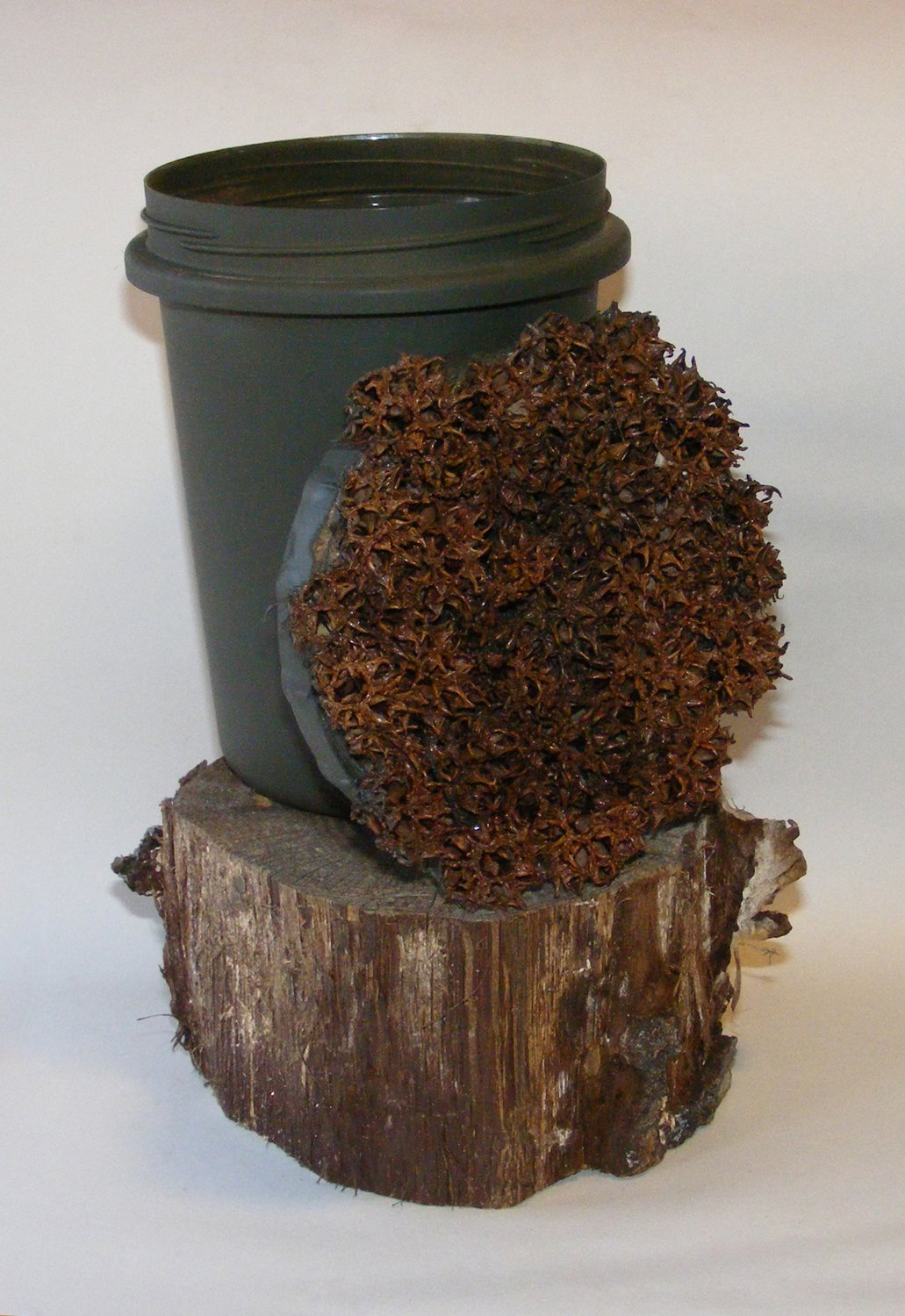 log 32 4 root Sweetgum Pod Geocaching Container Regular Seed