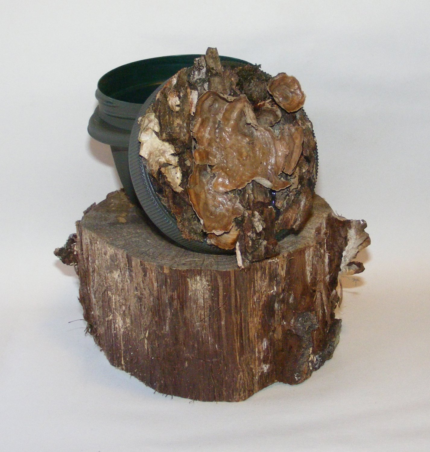 Small Tree Bark Geocaching Container
