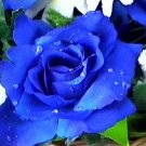 100 blue rose seeds
