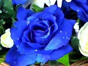 100 blue rose seeds