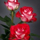 100 Singer red rose seeds