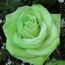 100 green rose seeds