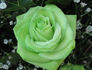 100 green rose seeds