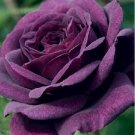 100 climbing purple rose seeds