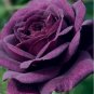 100 climbing purple rose seeds