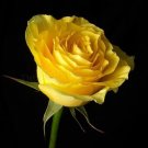 100 yellow rose seeds