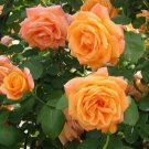 100 climbing orange rose seeds