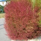 100 Kochia scoparia seeds