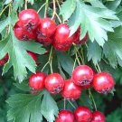 40 hawthorn seeds