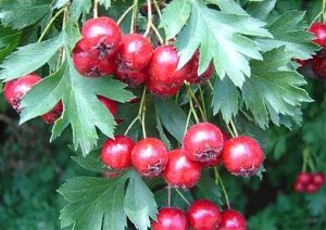 40 hawthorn seeds