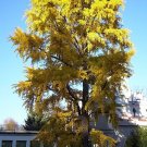 20 ginkgo tree seeds