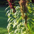 500g amaranth seeds