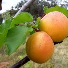 20 apricot seeds