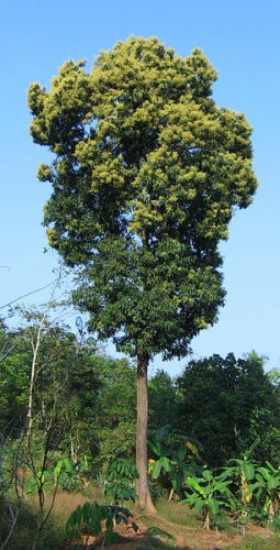 800g mango seeds