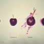Cherry Cherry Boom Boom - 11x14